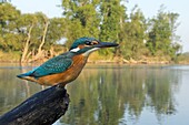 Common Kingfisher (Alcedo atthis), Saxony-Anhalt, Germany