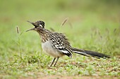 Greater Roadrunner (Geococcyx californianus), Texas