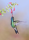 Broad-billed Hummingbird (Cynanthus latirostris) male feeding on nectar, Arizona