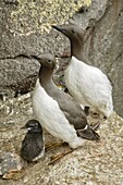 Common Murre (Uria aalge) parents and chick, Alaska