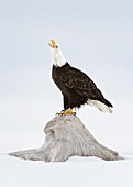 Bald Eagle (Haliaeetus leucocephalus) calling on tree trunk in snow, Alaska