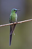 Long-tailed Sylph (Aglaiocercus kingi) male, Abra Patricia Protected Area, Peru