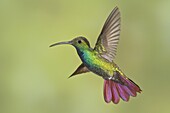 Green-breasted Mango (Anthracothorax prevostii) male, Costa Rica