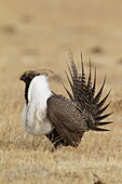 Sage Grouse (Centrocercus urophasianus) male, Mono County, California