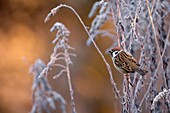 Eurasian Tree Sparrow (Passer montanus) male, Saxony-Anhalt, Germany