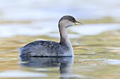 Hoary-headed Grebe (Poliocephalus poliocephalus), Victoria, Australia