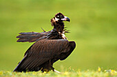 Eurasian Black Vulture Aegypius monachus, Castile-La Mancha, Spain