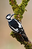 Great Spotted Woodpecker (Dendrocopos major) female, Asturias, Spain