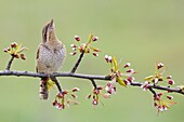 Eurasian Wryneck (Jynx torquilla), Saxony-Anhalt, Germany