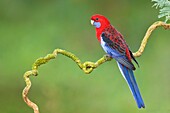 Crimson Rosella (Platycercus elegans), Victoria, Australia