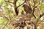 Song Thrush (Turdus philomelos) feeding begging chick at nest, Lower Saxony, Germany