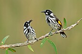 New Holland Honeyeater (Phylidonyris novaehollandiae) perched pair, Victoria, Australia