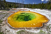 Morning Glory Pool in Upper Geyser Basin, Yellowstone National Park, Wyoming