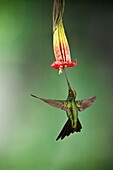 Sword-billed Hummingbird (Ensifera ensifera) feeding on flower nectar, Ecuador