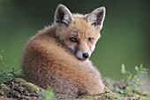 Red Fox (Vulpes vulpes) pup, Netherlands