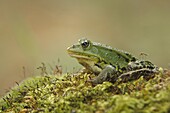 Edible Frog (Rana esculenta) on moss, Netherlands