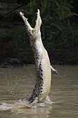 Saltwater Crocodile (Crocodylus porosus) jumping out of water, Sarawak, Borneo, Malaysia