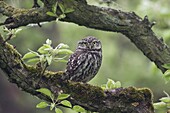 Little Owl (Athene noctua), Netherlands