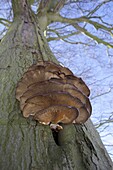 Oyster Mushroom (Pleurotus ostreatus) on tree, Netherlands