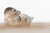Common Seal (Phoca vitulina) on beach, England