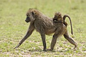 Olive Baboon (Papio anubis) mother with feeding young on her back, Kenya