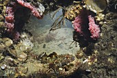 Shorthorn Sculpin (Myoxocephalus scorpius) with eggs, Netherlands