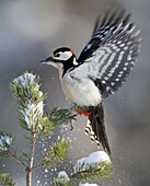 Great Spotted Woodpecker (Dendrocopos major) landing, Sweden