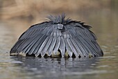 Black Heron (Egretta ardesiaca) fishing by using wings to make an umbrella which casts a shadow over the water, Gambia