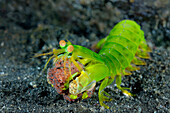 Mantis Shrimp Odontodactylidae carrying eggs, Lembeh Strait, Indonesia