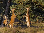 Red Deer (Cervus elaphus) pair of males fighting while female watches, Netherlands