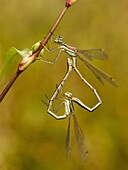 Shy Emerald Damselfly (Lestes barbarus) pair mating, Netherlands