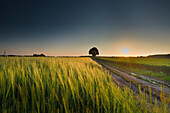 Path with tree between two cornfields in the evening sun, Aubing, Munich, Upper Bavaria, Bavaria, Germany