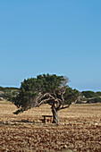 einsamer, verdrehter Baum und Bank beim Kap Greco bei Agia Napa, nordöstlich von Larnaka, Larnaca District, Zypern