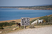 Road sign to the beach and goats on the gravel road to the Akamas peninsula and gorge, Paphos distict, Cyprus