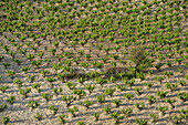 Feld mit Weinstöcken im Kouris Tal am Fuss des Troodos Gebirge, Zypern