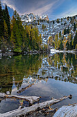 Golden larches along the shore of Lake Bitabergh mit Piz Saladina, Engadin, Grisons, Switzerland