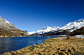 Enten am Silsersee mit schneebedeckter Rosatschgruppe, Engadin, Graubünden, Schweiz