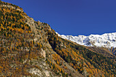Golden larches and Chapel above Brusio, Engadin, Grisons, Switzerland