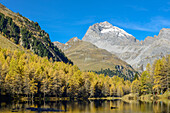 Golden larches at lake Palpuogna (1918 m) with Piz Ela (3180 m), Grisons, Switzerland