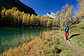 Frau wandert am Ufer des Palpuognasees (1918 m) mit Goldene Lärchen und Piz Ela (3180 m), Graubünden, Schweiz