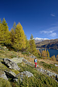Woman hiking above Lake Sils with the village of Isola and Piz Corvatsch (3451 m) on the opposite shore, Engadin, Grisons, Switzerland