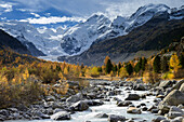 Colourful larches along the banks of the Morteratsch River with view to Bellavista (3922 m), Piz Bernina (4049 m) mit Biancograt, Piz Morteratsch (3751 m) as well as Pers- and Morteratsch glacier, Morteratsch valley, Engadin, Grisons, Switzerland