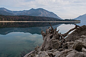 Roots on the shore of Walchensee at low tide, Walchensee, Bavaria, Germany