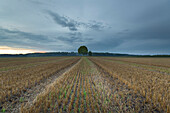 Tractor tracks in a mowed cornfield with view towards a tree at the edge of the field, Aubing, Munich, Bavaria, Germany