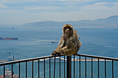 Affe sitz auf einem Geländer hoch über dem Meer in Gibraltar