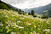 Eine Blumenwiese im oberwalliser Bezirk Goms, Kanton Wallis, Schweiz