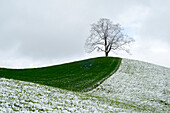 Ein Baum steht einem halb grünen, halb verschneiten Hügel, in der Nähe von Thun, Kanton Bern, Schweiz