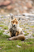 A fox in the Trift region, Bernese Alps, canton of Bern, Switzerland