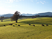 Cattle grazing, Hohenschwangau, Bavaria, Germany