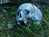 Menschlicher Schädel im Gras, Bayern, Deutschland